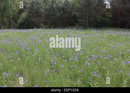 Sibirische Iris, Iris sibirica. Eine Pflanze, die in Waldlichtungen in Westpolen wild wächst. Stockfoto