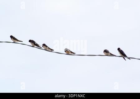Viele Schwalben sitzen auf elektrischen Drähten Stockfoto