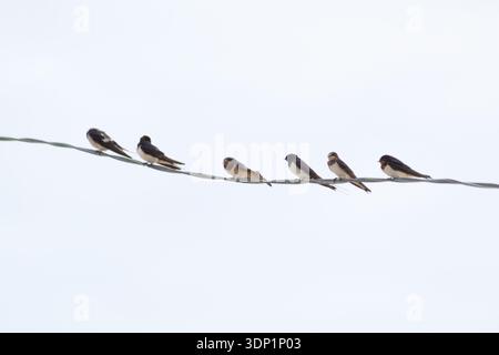 Viele Schwalben sitzen auf elektrischen Drähten Stockfoto