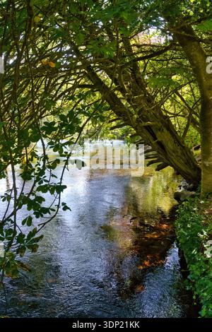 Ein ruhiger Fluss schlängelt sich durch einen üppigen, grünen Wald in Irland, mit Sonnenlicht, das das Wasser betäubt. Stockfoto