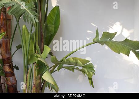 Tropische Bananenpalmenblätter mit Sonnenlicht. Florale Schatten auf weißer Wand. Exotischer grüner Laubhintergrund, natürliche helle botanische Textur Stockfoto