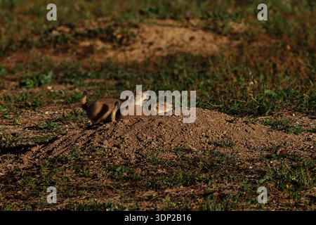 Zwei Präriehunde ruhen sich auf einem Erdhügel an ihrem Eingang in ein grasbewachsenes Feld in der Nähe von Denver, Colorado, USA, aus, um das offene Gelände in der Nähe zu beobachten. Stockfoto