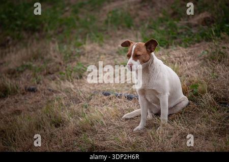 Brauner und weißer streunender Hund (Lutalica), der auf trockenem Gras in Serbien sitzt. Aus nächster Nähe ein Straßentier, das im Freien ruht und Verlassenheit reflektiert Stockfoto