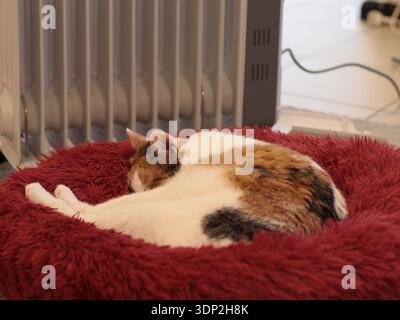 Calico-Katze schläft auf einem weichen roten Haustierbett in der Nähe eines Heim-Heizkörpers. Gemütliches Innenleben über Wärme, Heizung, Komfort und Energieverbrauch. Für den privaten Lebensstil, p Stockfoto