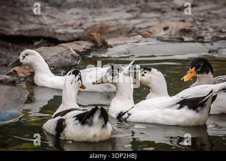 Kleine Schar schwarz-weißer Mulard- oder Maultierenten, die in einem Teich neben Felsen schwimmen. Hybride Wasservögel mit Rattengefieder sammeln sich auf ruhigem Wasser und zeigen Stockfoto