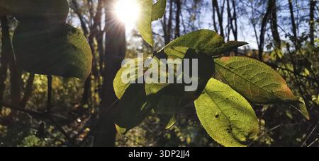 Sonnenlicht und Schatten auf grünen Herbstblättern im Wald, Sonnenstrahlen durchdringen die grünen Blätter tief im Wald, lichtdurchflutete Details, Textur, Franc Stockfoto