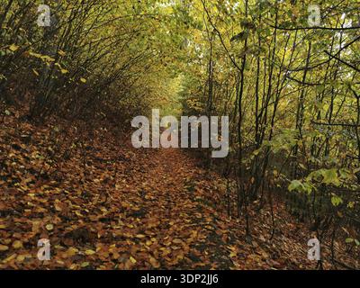 Pfad durch einen herbstlichen Blatttunnel mit bunten Blättern auf dem Boden in einem dichten Waldgebiet, dem Naturpark Fränkischer Wald Stockfoto