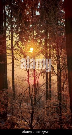 Wald bei Sonnenuntergang mit leuchtendem Licht zwischen schneebedeckten Bäumen, Naturpark Fränkischer Wald Stockfoto