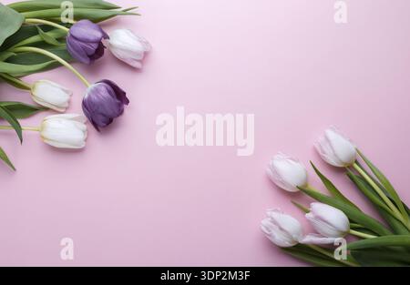 Rosa und lila Tulpen auf rosa Hintergrund flach legen mit Kopierraum Stockfoto