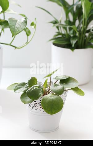 Pilea Peperomioides oder Chinese Money Plant in einem weißen Topf, vertikal geschossen Stockfoto