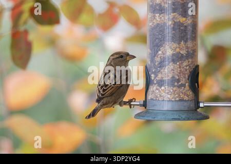 Haussperling (Passer domesticus), der auf einem mit gemischten Samen gefüllten Gartenvogelfutterlager hockte und vor einem bunten Herbstlaub Futter aß Stockfoto