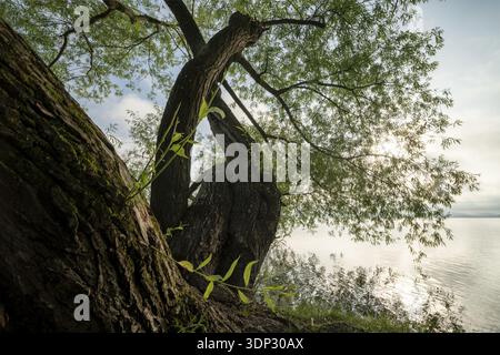 Ein großer Baum mit weitläufigen Ästen am Ufer eines ruhigen Sees unter bewölktem Himmel, Gundholzem, Gaienhofen, Bodensee, Baden-Württemberg, Germa Stockfoto