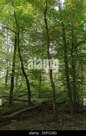 Laubmischwald mit englischer Eiche (Quercus robur) und Hainbuche (Carpinus betulus), Staatswald Rheurdt, Nordrhein-Westfalen Stockfoto