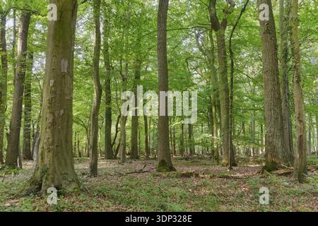 Laubmischwald mit englischer Eiche (Quercus robur) und Kupferbuche (Fagus silvatica), Rheurdt Staatswald, Rheurdt, Nordrhein-Westfalen, Ger Stockfoto