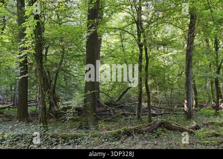 Laubmischwald mit englischer Eiche (Quercus robur) und Hainbuche (Carpinus betulus), Staatswald Rheurdt, Nordrhein-Westfalen Stockfoto