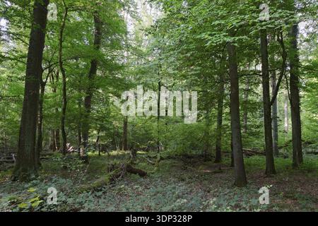 Laubmischwald mit englischer Eiche (Quercus robur) und Hainbuche (Carpinus betulus), Staatswald Rheurdt, Nordrhein-Westfalen Stockfoto