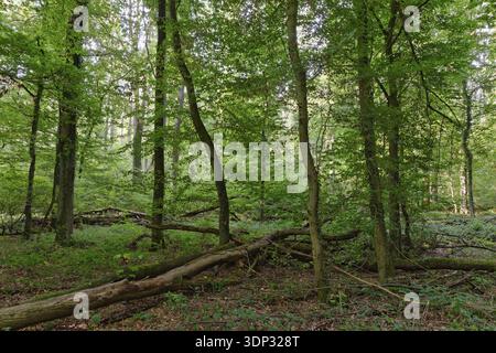 Laubmischwald mit englischer Eiche (Quercus robur) und Hainbuche (Carpinus betulus), Staatswald Rheurdt, Nordrhein-Westfalen Stockfoto