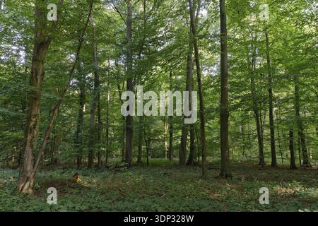 Laubmischwald mit englischer Eiche (Quercus robur) und Hainbuche (Carpinus betulus), Staatswald Rheurdt, Nordrhein-Westfalen Stockfoto