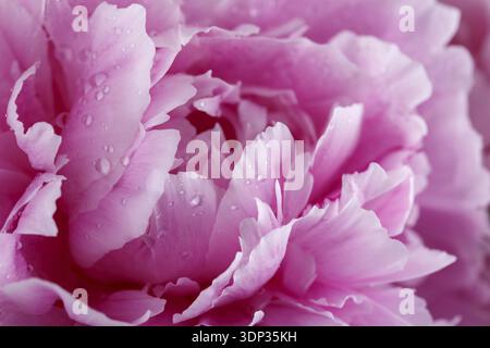 Nahaufnahme einer wunderschönen rosa Pfingstrose, Pastellfarben, Makroaufnahme Stockfoto