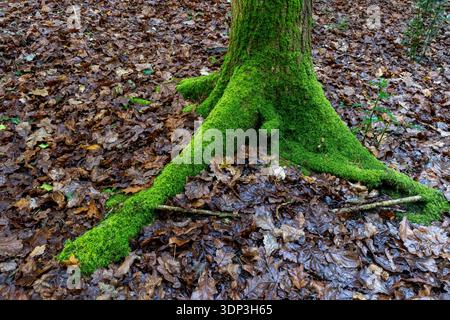 Baumbasis bedeckt mit leuchtendem grünem Moos, umgeben von feuchten braunen, gefallenen Eichenblättern auf dem Waldboden Stockfoto