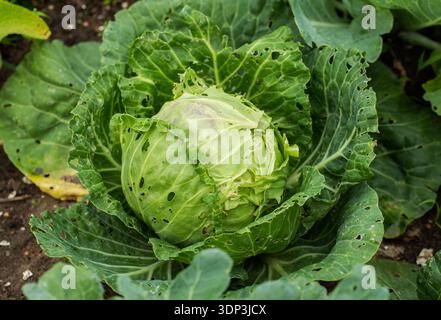 Nahaufnahme des frischen Grünkohl-Kopfes, der auf dem Außenfeld wächst und erhebliche Schäden an Blättern durch Gartenschädlinge und Pflanzenkrankheiten verursacht Stockfoto