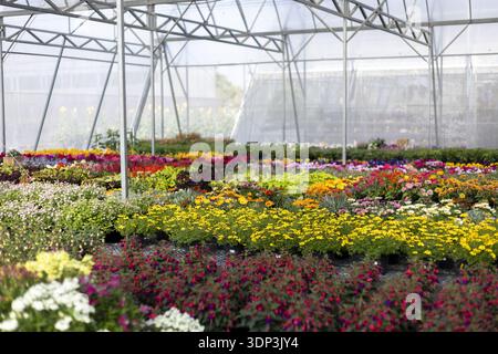 Lebendiger Blick in das große Gewächshaus voller farbenfroher Blumen- und Pflanzenvielfalt. Viele Reihen blühender Blumen in der Gartenstube, friedliche Szene der Hor Stockfoto