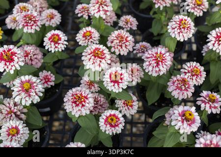 Wunderschöner Blick von oben auf leuchtende rosa und weiße Zinnienblüten in voller Blüte im Gartengarten. Fröhlicher floraler Hintergrund mit vielen Pflanzen erinnert an frische Stockfoto