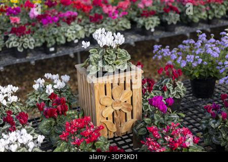 Fröhliche weiße Cyclamen Blume in hölzernen Pflanzkästen Dekoration. Umgeben von vielen bunten Pflanzen in der Gewächshausschule, lebhafte Szene für Sprin Stockfoto