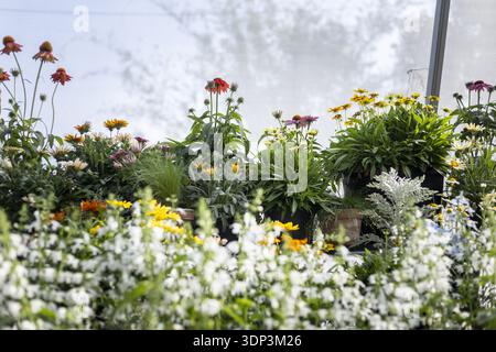 Lebhafter und ruhiger Blick auf die bunten Blumen, die im hellen Gewächshaus blühen. Verschiedene Arten von schönen Pflanzen und Blüten schaffen fröhlich und natürlich Stockfoto
