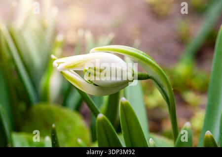 Eine Nahaufnahme fängt die zarte Schönheit einer einzelnen Schneeglöckchenblume in Knospen ein, umgeben von üppigem Grün. Stockfoto