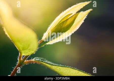 Eine Nahaufnahme fängt die zarte Entfaltung der Frühlingsblätter ein und hinterleuchtet die komplizierten Details der Blattstruktur. Stockfoto
