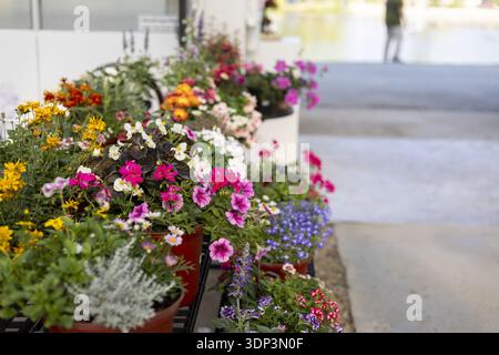 Fröhliche und farbenfrohe Auswahl an blühenden Blumen im lebhaften Sommergarten. Diese wunderschöne Flora in Töpfen und Pflanzgefäßen schafft frische und natürliche Natur Stockfoto