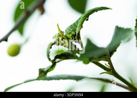 Detaillierte Makroaufnahme, die grüne Blätter der Pflanze hervorhebt, die mit dunklen Blattläusen bedeckt sind, und bemerkenswerte Schäden durch Insektenbefall. Das Bild zeigt Proble Stockfoto