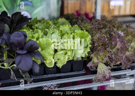 Frischer grüner und roter Kopfsalat mit violetten Basilikumpflanzen zum Verkauf auf einem Bauernmarkt im Freien. Nahaufnahme von lebendigem, gesundem Bio-Vegetab Stockfoto