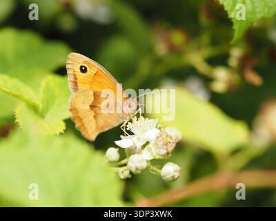 Torhüter-Schmetterling, der kleine weiße Blüten ernährt. Stockfoto