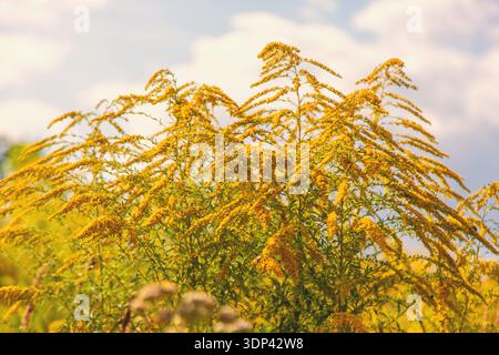 Ambrosia blüht im Park. Selektiver Fokus. Stockfoto