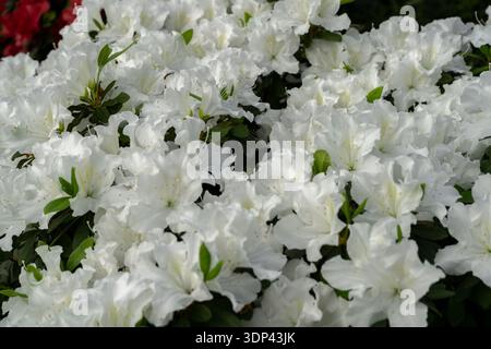 Weiße Azalea-Blüte. Rhododendronpflanze im Garten. Blumenhintergrund. Rosafarbener Busch Stockfoto