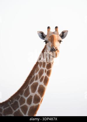 Aus der Vogelperspektive einer anmutigen Giraffe mit ihrem gemusterten Versteck vor dem schroffen weißen Himmel, Etosha Nationalpark, Namibia. Stockfoto