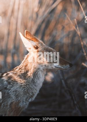 Aus der Vogelperspektive eines Schakalprofils, dessen Fell das goldene Licht inmitten hoher Gräser einfängt, Etosha Nationalpark, Namibia. Stockfoto