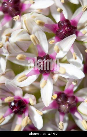 Allium „Silver Spring“ (Silver Spring allium) sternförmige weiße Blüten mit rosafarbenen Mittelpunkten und dunklen Staubblättern auf weichem, unscharfem Hintergrund Stockfoto