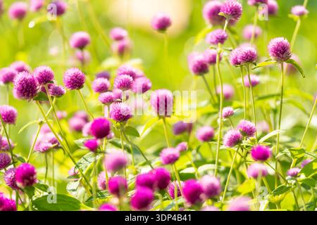 Leuchtend rosa Globus Amaranth Blumen blühen im grünen Garten mit sanftem Sonnenlicht und verschwommenem Hintergrund lebendiger Frühling Natur floraler Hintergrund Stockfoto