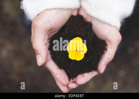 Nahaufnahme von oben auf einem Erdhaufen wachsender, gelber Stiefmütterchen in der Hand gekuppelter weiblicher Hände. Konzept der Pflege, Nachhaltigkeit Stockfoto