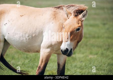 11. Mai 2024, Orenburger Naturschutzgebiet: Przewalskis Pferd steht allein in der sonnigen Steppe. Das Tier ist im Roten Buch aufgeführt. Stockfoto