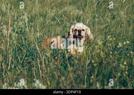 Ein kleiner, hellbrauner Cocker Spaniel liegt auf einem grasbewachsenen Feld. Der Hund hat langes, welliges Fell und einen verspielten Ausdruck, umgeben von grünem Gras und Stockfoto
