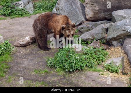 Schweden, Stockholm, Djurgarden, die Tiere des Zoos von Skansen Foto © Fabio Mazzarella/Sintesi/Alamy Stock Photo Stockfoto
