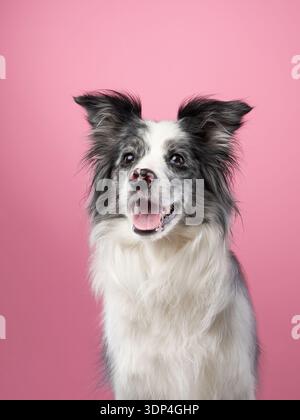 Ein Border Collie sitzt vor einem rosa Hintergrund, seine Ohren sind aufmerksam aufgerichtet. Die neutrale Haltung und die sanfte Beleuchtung betonen das flauschige Fell und Stockfoto