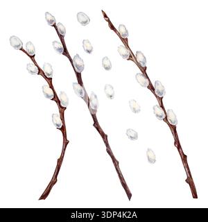 Set blühender brauner Weidenzweige mit flauschigen weißen Knospen auf weißem Hintergrund. Aquarellillustration für Frühling und religiöses Design, Stockfoto