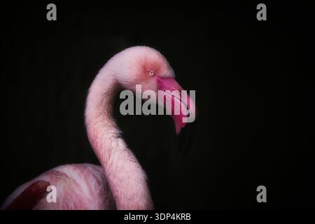 Rosa Flamingo auf schwarzem Hintergrund Stockfoto