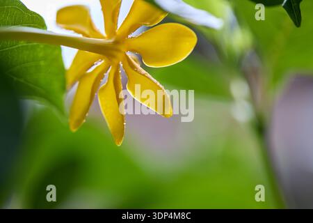 Tropfen auf gelbe Kedah Gardenia oder Golden Gardenia Blume Stockfoto