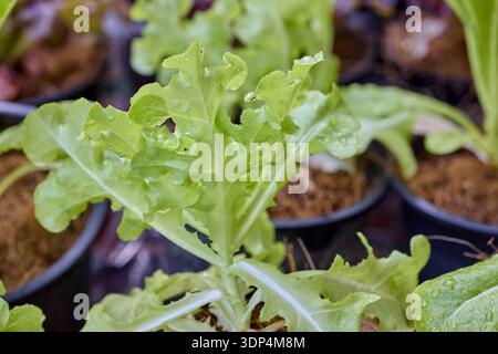 Frischer Grüner Salat, Der In Topf Wächst Stockfoto